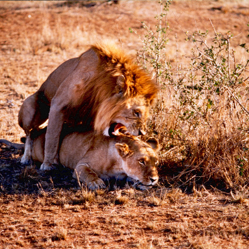 Lion Love