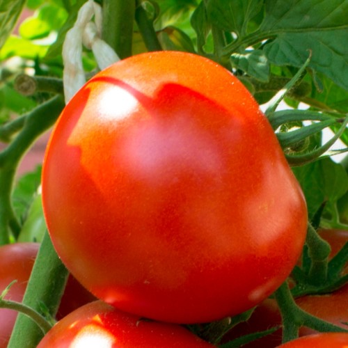 TomatoQueen